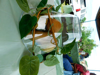 DSCN5017